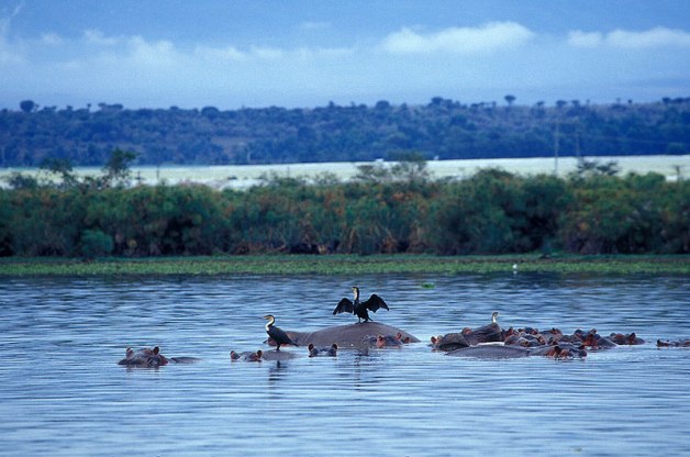 Lake Naivasha, fot. Paweł Wroński